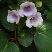 Gloxinia perennis (L.) Druce